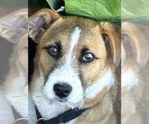 Australian Shepherd Dogs for adoption in MIDWAY, UT, USA