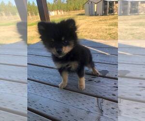 Pomeranian Puppy for sale in GARWOOD, ID, USA