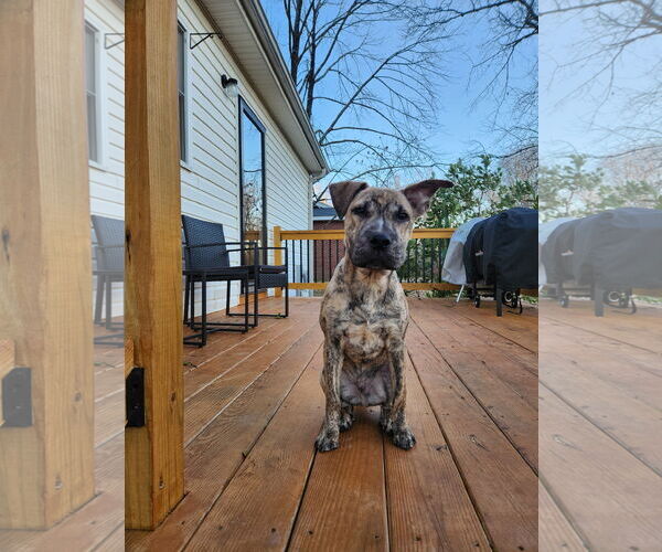 Medium Photo #4 Mutt Puppy For Sale in Greenville, SC, USA