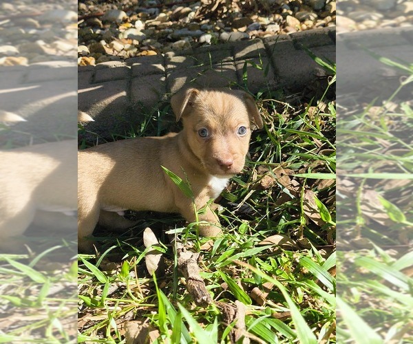 Medium Photo #1 Jack Chi Puppy For Sale in MINNEOLA, FL, USA