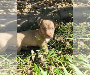 Jack Chi Litter for sale in MINNEOLA, FL, USA