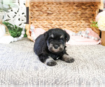 Small #1 Schnauzer (Miniature)