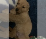 Small Photo #28 Golden Retriever Puppy For Sale in ALIQUIPPA, PA, USA