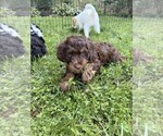 Small #5 Aussiedoodle