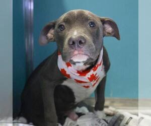 American Staffordshire Terrier-Unknown Mix Dogs for adoption in San Antonio, TX, USA