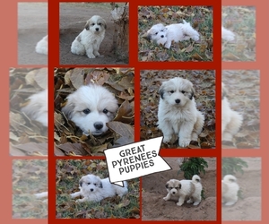 Great Pyrenees Puppy for sale in DEMING, NM, USA