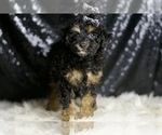 Small #2 Poodle (Toy)