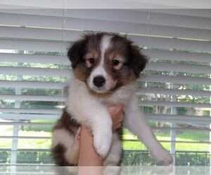 Medium Shetland Sheepdog