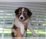 Puppy Chaya Shetland Sheepdog
