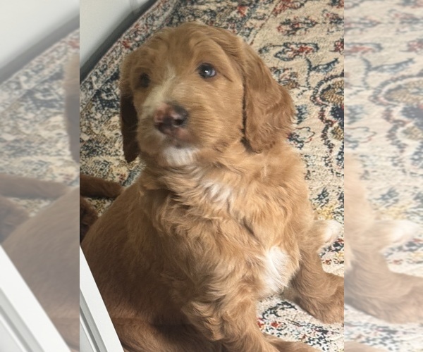 Medium Photo #2 Goldendoodle Puppy For Sale in LEXINGTON, SC, USA