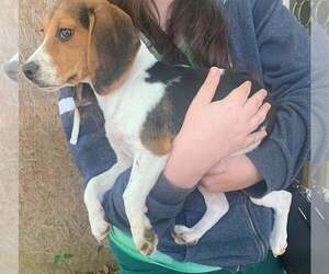Beagle Puppy for sale in CAMDEN, AR, USA