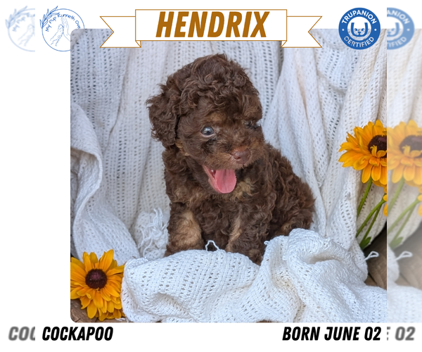 Medium Photo #60 Cock-A-Poo Puppy For Sale in GOSHEN, IN, USA