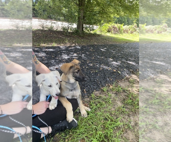 Medium Photo #4 German Shepherd Dog Puppy For Sale in GRIFFIN, GA, USA