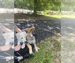 Small #3 German Shepherd Dog