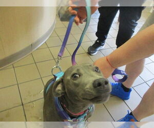 English Shepherd-Weimaraner Mix Dogs for adoption in Ocala, FL, USA