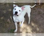 Small American Bulldog