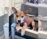 Small #17 Boston Terrier Mix