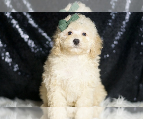 Medium Photo #5 Poodle (Toy) Puppy For Sale in WARSAW, IN, USA
