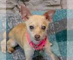 Small Photo #2 Chihuahua Puppy For Sale in Kennesaw, GA, USA
