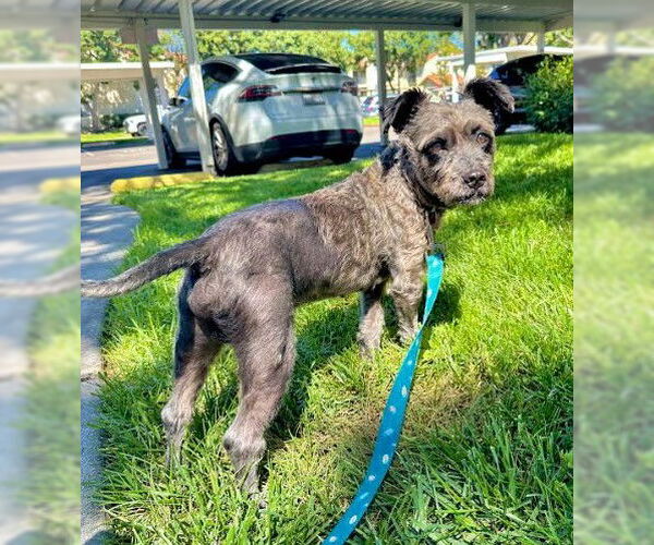 Medium Photo #3 Mutt Puppy For Sale in San Diego, CA, USA