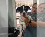 Silas - Male Jack-A-Bee Dog for Adoption - Small photo