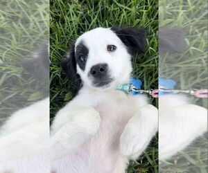 Mutt Dogs for adoption in Plainfield, IL, USA