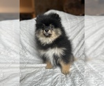 Small #1 Pomeranian