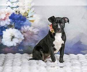 American Pit Bull Terrier Dogs for adoption in Clayton, CA, USA