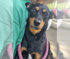 Roxy - Female Miniature Pinscher Dog for Adoption - Photo #4