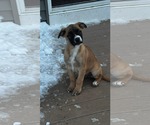 Small Photo #3 Boxer-Unknown Mix Puppy For Sale in pomfret, CT, USA