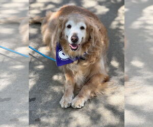 Golden Retriever Dogs for adoption in Fort Worth, TX, USA