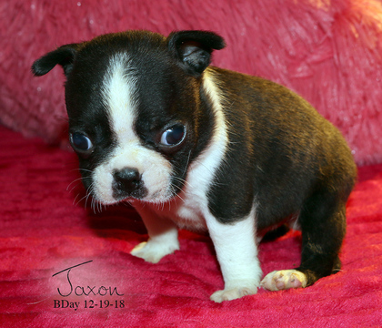 Medium Photo #4 Boston Terrier Puppy For Sale in MOSELLE, MS, USA
