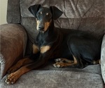 Small Photo #1 Doberman Pinscher Puppy For Sale in MEDFORD, OR, USA