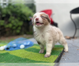 Australian Shepherd Puppy for sale in N PALM BEACH, FL, USA