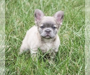 French Bulldog Puppy for sale in ORANGE, VA, USA