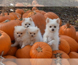 Pomeranian Puppy for sale in DINWIDDIE, VA, USA