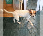 Small #1 Red Heeler Mix