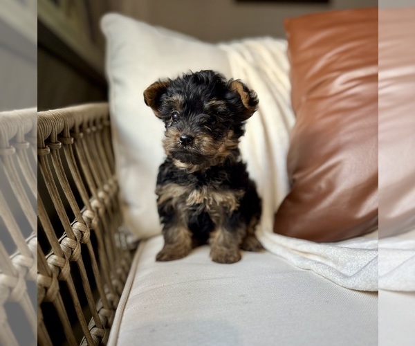 Medium Photo #7 YorkiePoo Puppy For Sale in BREMEN, IN, USA