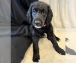 Small Photo #27 Goldendoodle Puppy For Sale in FORT LAUDERDALE, FL, USA