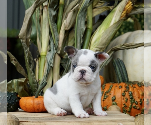 Medium Photo #5 French Bulldog Puppy For Sale in SULLIVAN, OH, USA