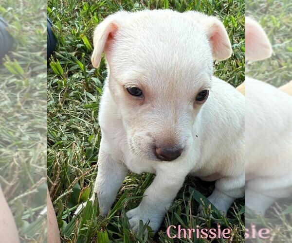 Medium Photo #4 Chihuahua-Unknown Mix Puppy For Sale in New York, NY, USA