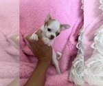 Small #9 Chihuahua