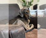 Small #12 Doberman Pinscher
