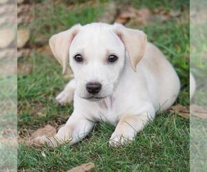 Gardenia (Bloom Pup) - Male Chihuahua-Colonial Cocker Spaniel Mix Dog for Adoption - Photo #9