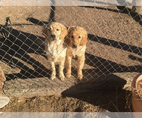 Medium Photo #1 Golden Retriever Puppy For Sale in NUNN, CO, USA
