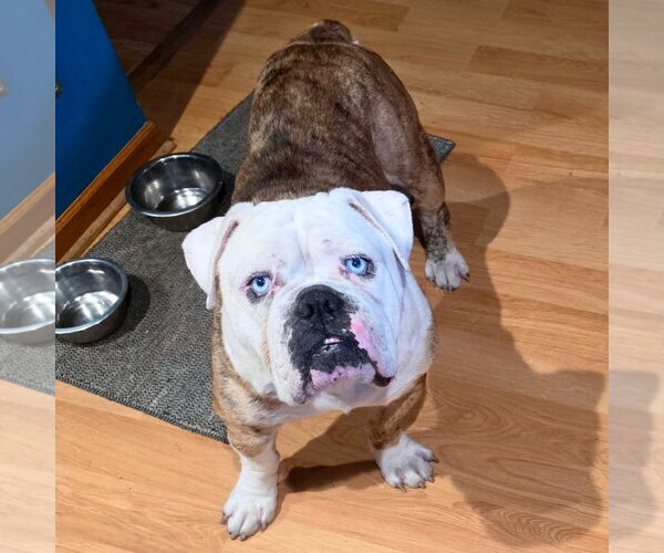 Medium Photo #1 Bulldog Puppy For Sale in St. Louis Park, MN, USA