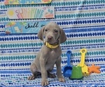 Small #8 Weimaraner