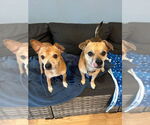 Small #1 Chihuahua Mix
