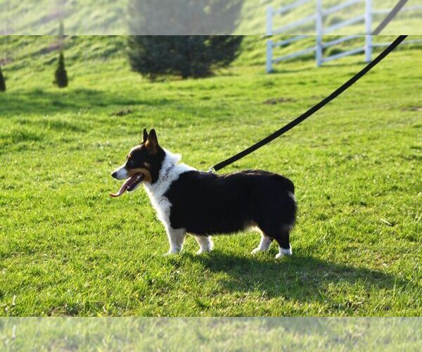 Medium Photo #1 Pembroke Welsh Corgi Puppy For Sale in SOLDIERS GROVE, WI, USA