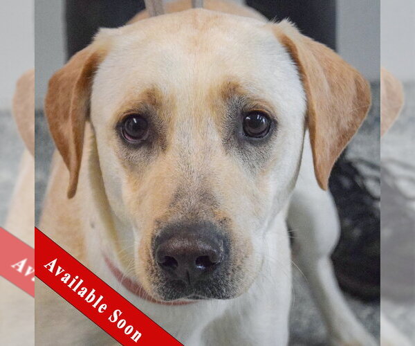 Medium Photo #1 Mutt Puppy For Sale in Huntley, IL, USA